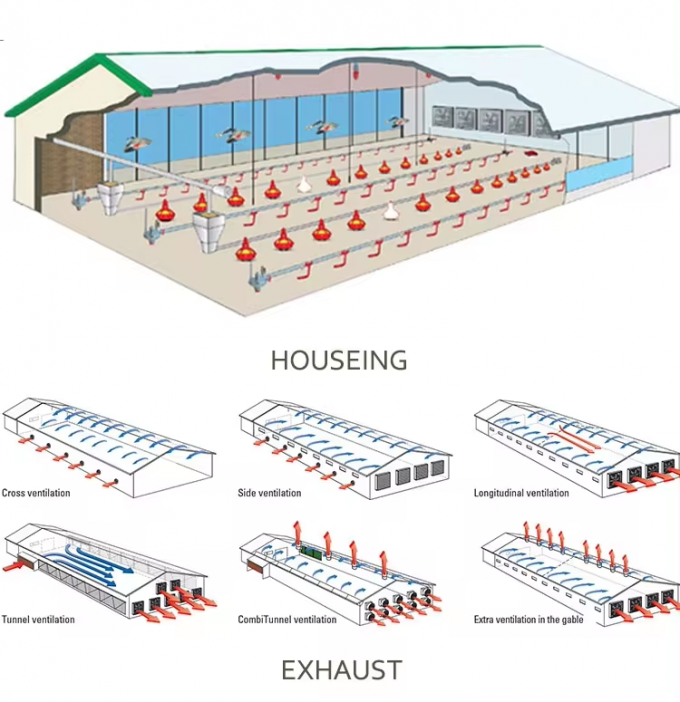 Automatic Chicken Layers Steel Structure Poultry House OEM